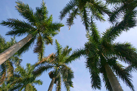 A photo of palm trees at the University of Miami Coral Gables campus.