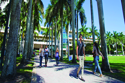 A photo of palm trees at the University of Miami Coral Gables campus.