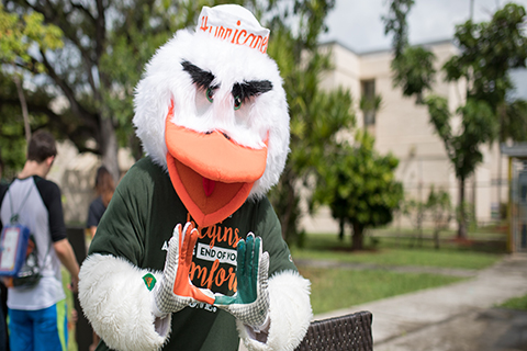 A photo of Sebastian the Ibis, who is the University of Miami mascot.