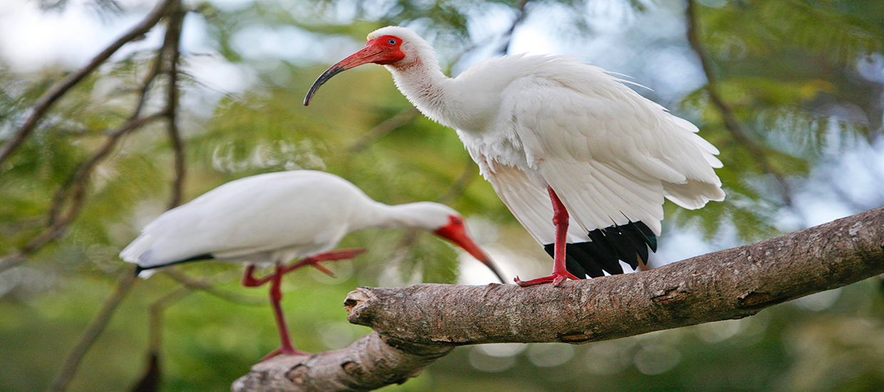 A photo of two Ibises perched on a tree branch.