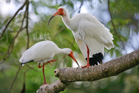 A photo of two Ibises perched on a tree branch.